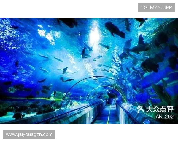 金鲨银鲨：海底宝藏的传奇探索之旅引领你走进神秘的海底世界